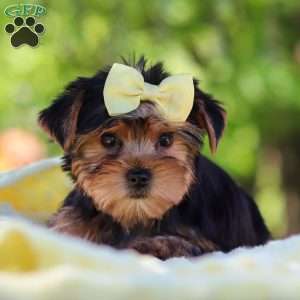 Miley, Yorkie Puppy